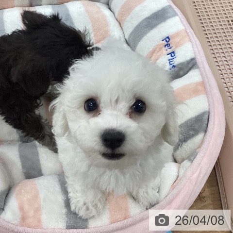 茨城県のビションフリーゼ (ペッツワン つくば店/2026年2月5日生まれ/女の子/ホワイト)の子犬の4枚目の画像