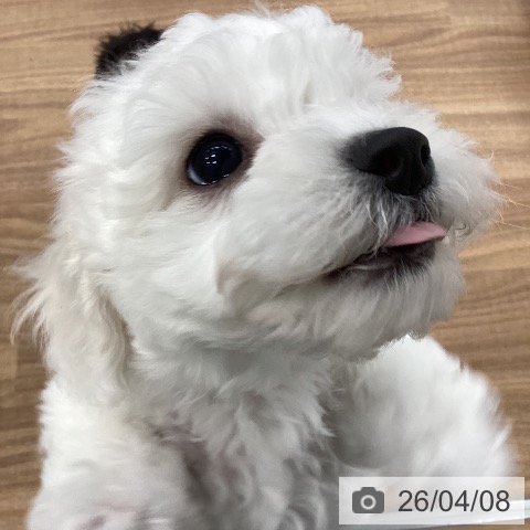 ビション・フリーゼの写真