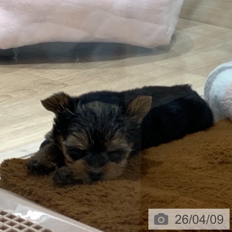 東京都のヨークシャーテリア (ペットプラス アクアシティお台場店/2026年2月3日生まれ/女の子/スチールブルータン)の子犬の4枚目の画像