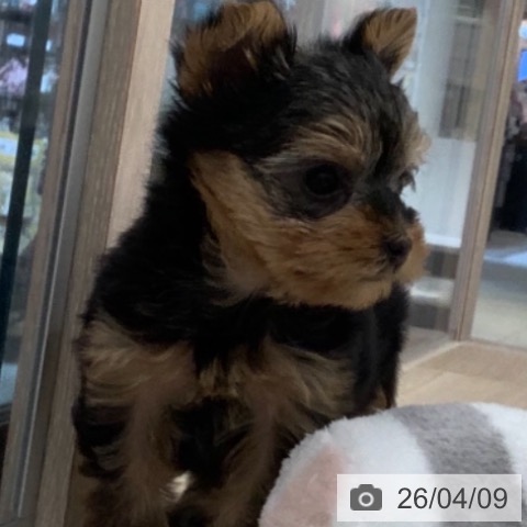 東京都のヨークシャーテリア (ペットプラス アクアシティお台場店/2026年2月3日生まれ/女の子/スチールブルータン)の子犬の3枚目の画像