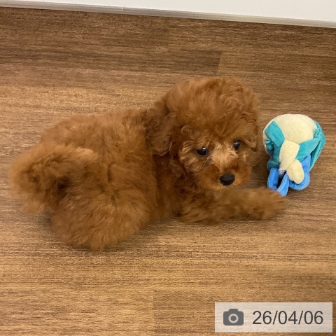 千葉県のトイプードル(トイ) (ペッツワン 千葉ニュータウン店/2026年2月5日生まれ/女の子/レッド)の子犬の3枚目の画像