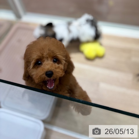 千葉県のトイプードル(トイ) (ペットプラス 木更津店/2026年2月5日生まれ/女の子/レッド)の子犬の3枚目の画像