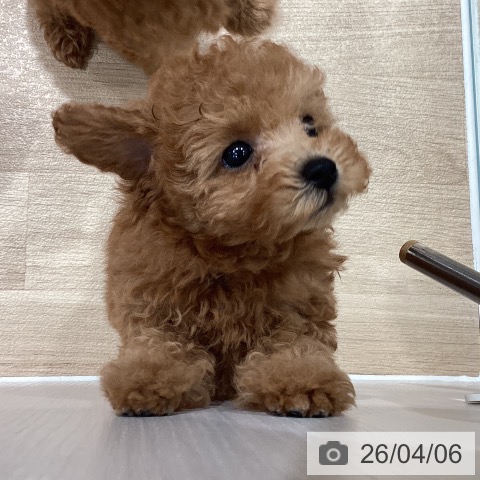 埼玉県のトイプードル(トイ) (ペットプラス ピオニウォーク東松山店/2026年2月5日生まれ/女の子/レッド)の子犬の4枚目の画像