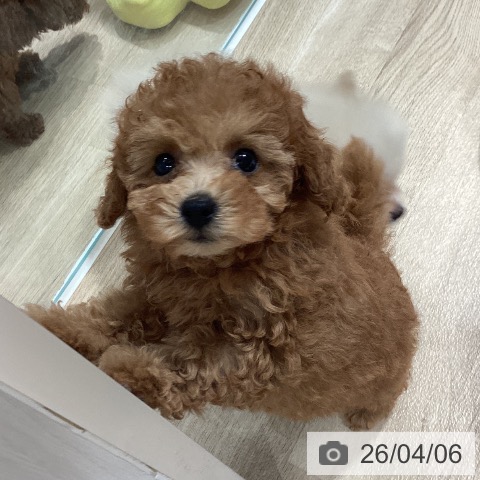 埼玉県のトイプードル(トイ) (ペットプラス ピオニウォーク東松山店/2026年2月5日生まれ/女の子/レッド)の子犬の3枚目の画像