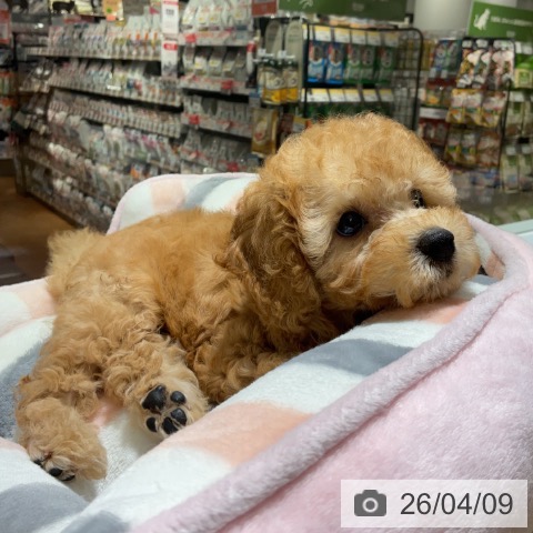 トイ・プードルの写真