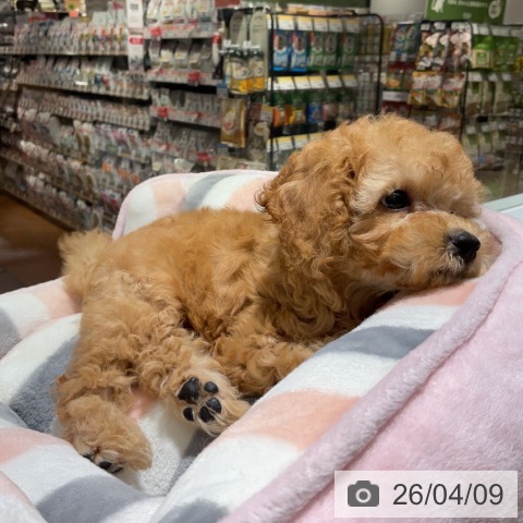 トイ・プードルの写真