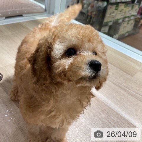 トイ・プードルの写真