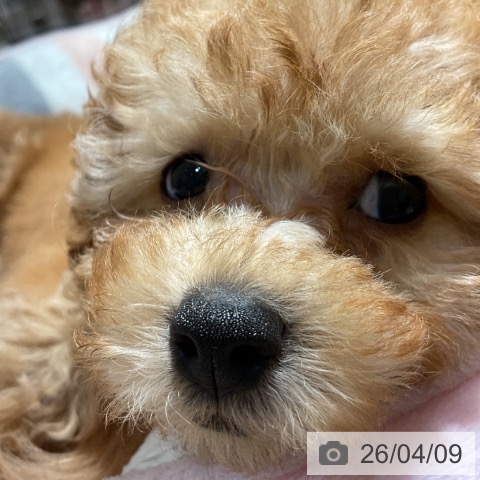 神奈川県のトイプードル(トイ) (ペットプラス 湘南平塚店/2026年2月5日生まれ/女の子/アプリコット)の子犬の4枚目の画像