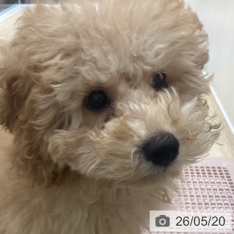 神奈川県のトイプードル(トイ) (ペットプラス ビアレ横浜店/2026年2月5日生まれ/女の子/アプリコット)の子犬の4枚目の画像