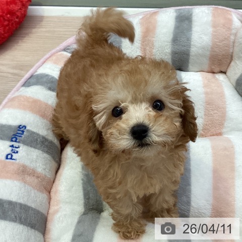 千葉県のトイプードル(トイ) (ペットプラス 幕張新都心店/2026年2月5日生まれ/女の子/アプリコット)の子犬の3枚目の画像