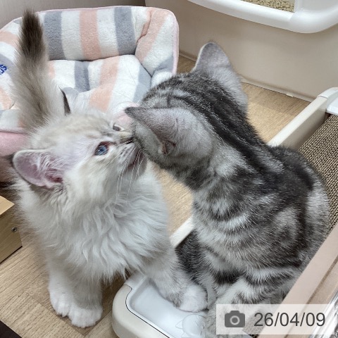 宮城県のラグドール (ペットプラス 仙台上杉店/2026年1月30日生まれ/女の子/シールリンクスポイントミテッド)の子猫の4枚目の画像