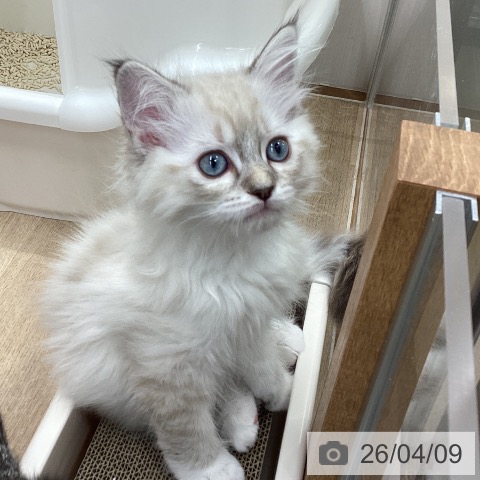 宮城県のラグドール (ペットプラス 仙台上杉店/2026年1月30日生まれ/女の子/シールリンクスポイントミテッド)の子猫の3枚目の画像