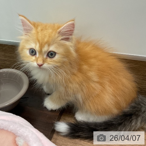 サイベリアンの写真