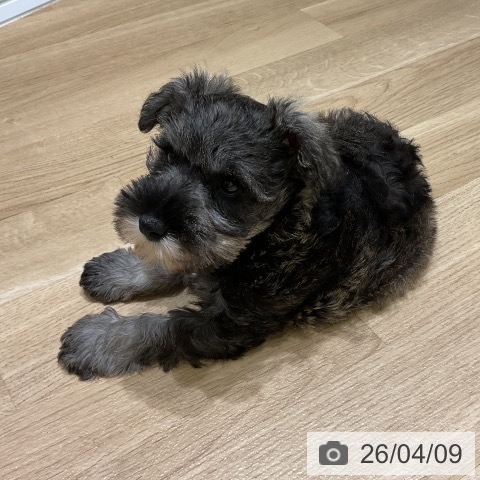 岩手県のミニチュアシュナウザー (ペットプラス 盛岡南店/2026年2月5日生まれ/男の子/ソルトペッパー)の子犬の4枚目の画像