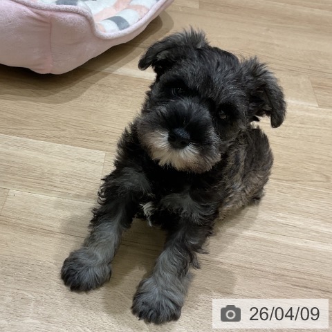 岩手県のミニチュアシュナウザー (ペットプラス 盛岡南店/2026年2月5日生まれ/男の子/ソルトペッパー)の子犬の3枚目の画像