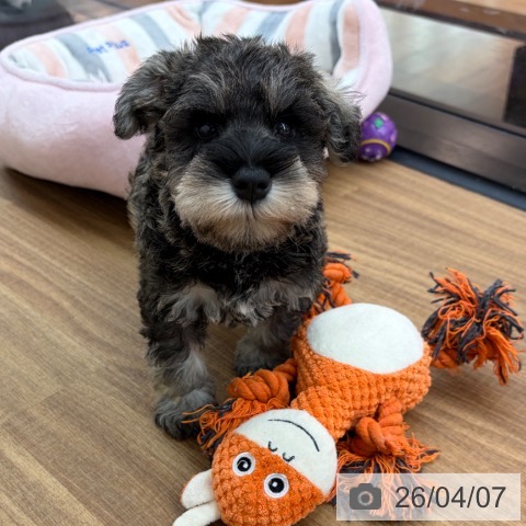 ミニチュア・シュナウザーの写真