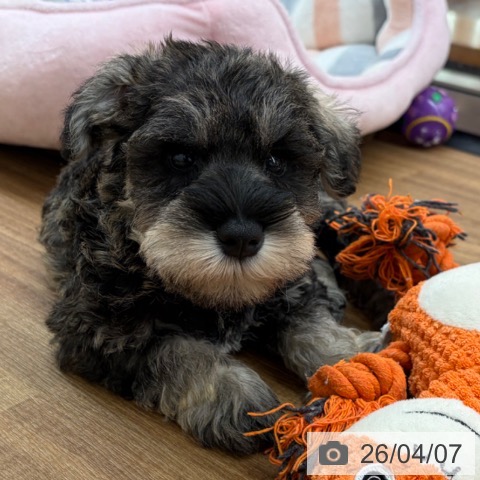 ミニチュア・シュナウザーの写真