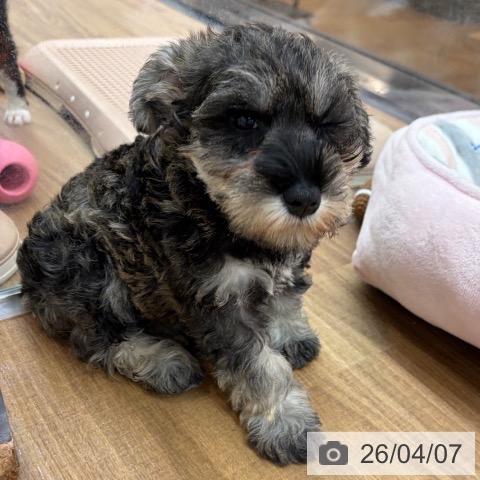 ミニチュア・シュナウザーの写真