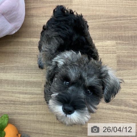 東京都のミニチュアシュナウザー (ペッツワン 青梅インター店/2026年2月5日生まれ/男の子/ソルトペッパー)の子犬の3枚目の画像