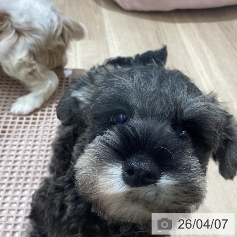 ミニチュア・シュナウザーの写真