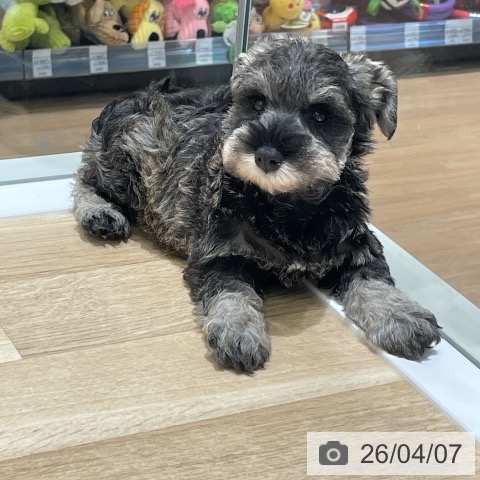 ミニチュア・シュナウザーの写真