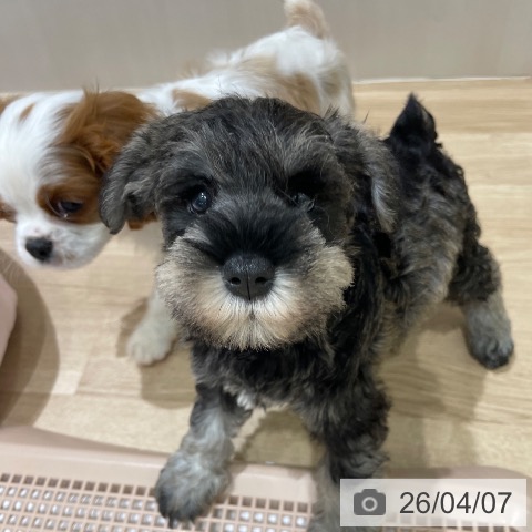 長野県のミニチュアシュナウザー (ペットプラス 須坂店/2026年2月5日生まれ/女の子/ソルトペッパー)の子犬の3枚目の画像