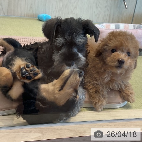 福島県のミニチュアシュナウザー (ペットプラス イオンタウン郡山店/2026年2月5日生まれ/女の子/ブラックシルバー)の子犬の3枚目の画像