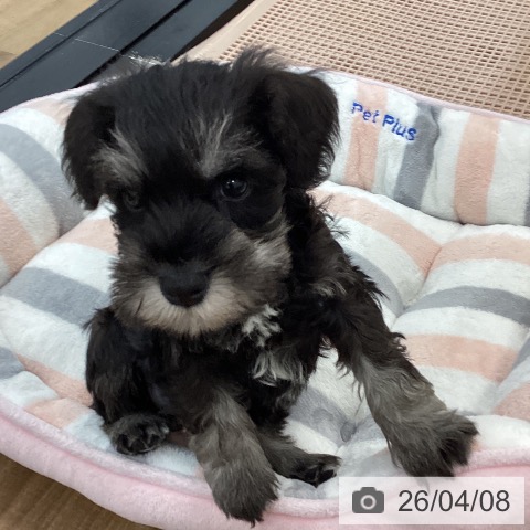 ミニチュア・シュナウザーの写真