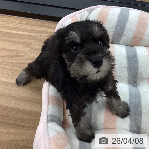 ミニチュア・シュナウザーの写真