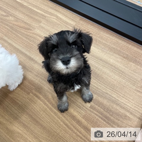 茨城県のミニチュアシュナウザー (ペッツワン つくば店/2026年2月5日生まれ/男の子/ブラックシルバー)の子犬の3枚目の画像