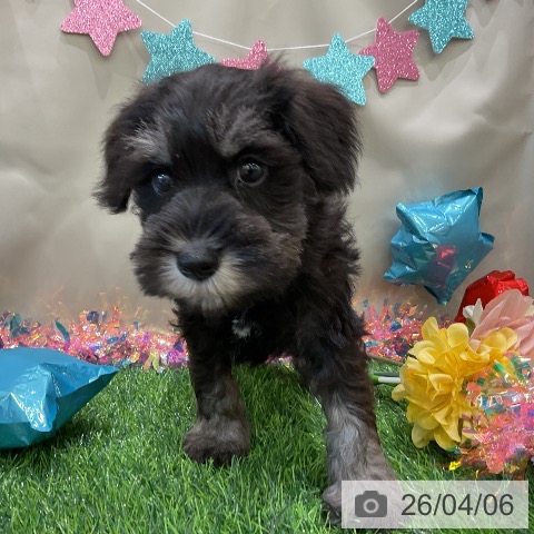 千葉県のミニチュアシュナウザー (ペットプラス コトエ流山おおたかの森店/2026年2月5日生まれ/男の子/ブラックシルバー)の子犬の4枚目の画像