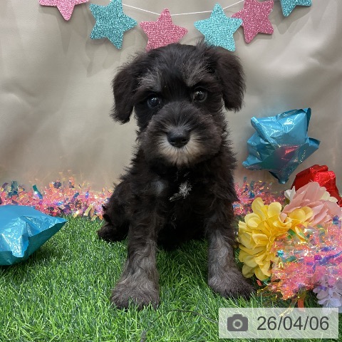 千葉県のミニチュアシュナウザー (ペットプラス コトエ流山おおたかの森店/2026年2月5日生まれ/男の子/ブラックシルバー)の子犬の3枚目の画像