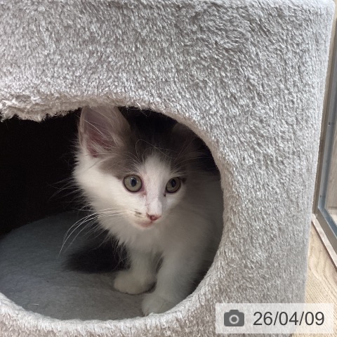 サイベリアンの写真