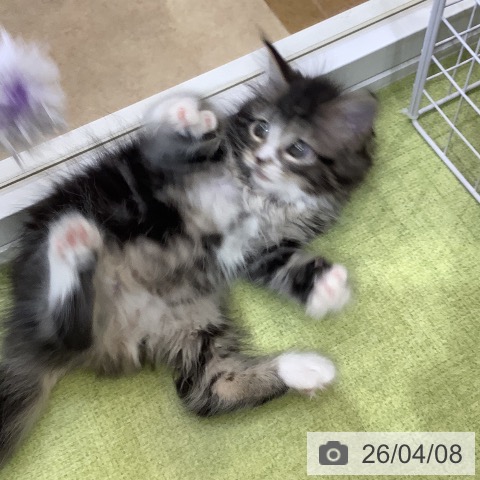 埼玉県のサイベリアン (ペットプラス 羽生店/2026年2月3日生まれ/女の子/ブラウンタビーホワイト)の子猫の4枚目の画像