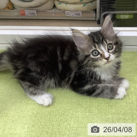 埼玉県のサイベリアン (ペットプラス 羽生店/2026年2月3日生まれ/女の子/ブラウンタビーホワイト)の子猫の3枚目の画像