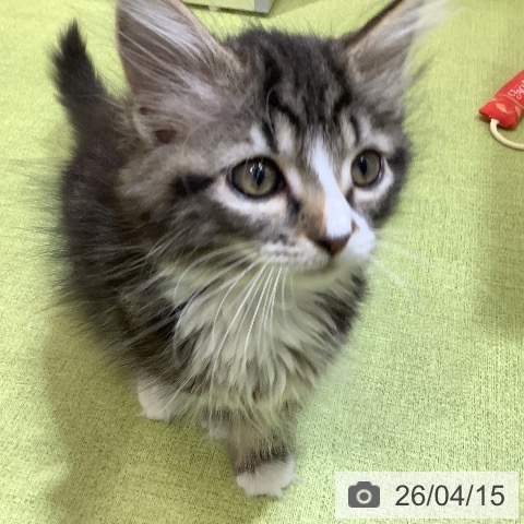 埼玉県のサイベリアン (ペットプラス 羽生店/2026年2月3日生まれ/女の子/ブラウンタビーホワイト)の子猫の3枚目の画像