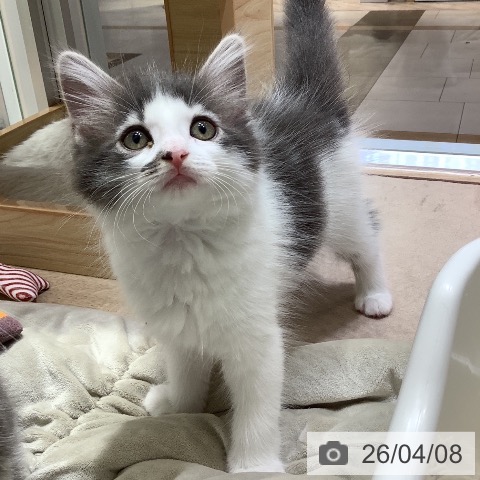 千葉県のサイベリアン (ペットプラス 船橋店/2026年2月3日生まれ/女の子/ブルータビーホワイト)の子猫の3枚目の画像