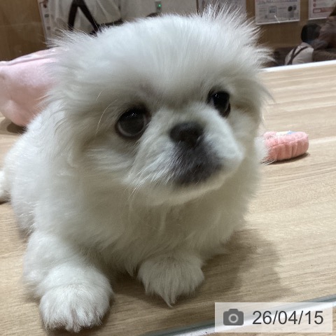 埼玉県のペキニーズ (ペッツワン 新座店/2026年1月30日生まれ/女の子/ホワイト)の子犬の4枚目の画像