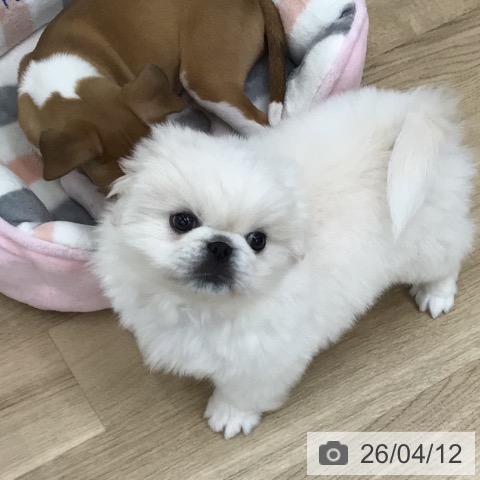 福島県のペキニーズ (ペットプラス 福島店/2026年2月5日生まれ/男の子/ホワイトクリーム)の子犬の4枚目の画像