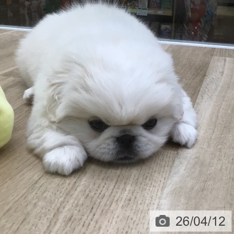 福島県のペキニーズ (ペットプラス 福島店/2026年2月5日生まれ/男の子/ホワイトクリーム)の子犬の3枚目の画像