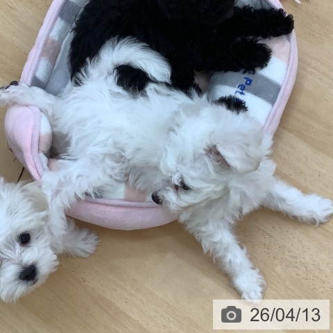 青森県のビションフリーゼ (ペットプラス 青森浜田店/2026年1月12日生まれ/男の子/ホワイト)の子犬の4枚目の画像