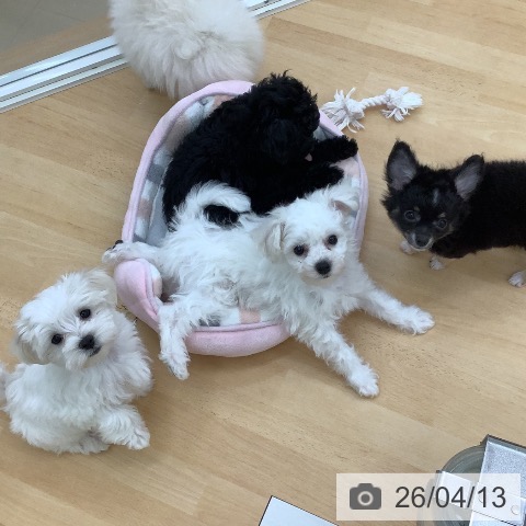 青森県のビションフリーゼ (ペットプラス 青森浜田店/2026年1月12日生まれ/男の子/ホワイト)の子犬の3枚目の画像