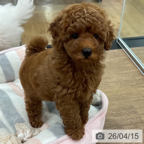 埼玉県のトイプードル(トイ) (ペッツワン 吉川美南店/2026年2月6日生まれ/男の子/レッド)の子犬の4枚目の画像