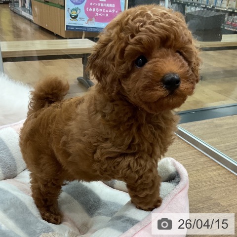 埼玉県のトイプードル(トイ) (ペッツワン 吉川美南店/2026年2月6日生まれ/男の子/レッド)の子犬の3枚目の画像
