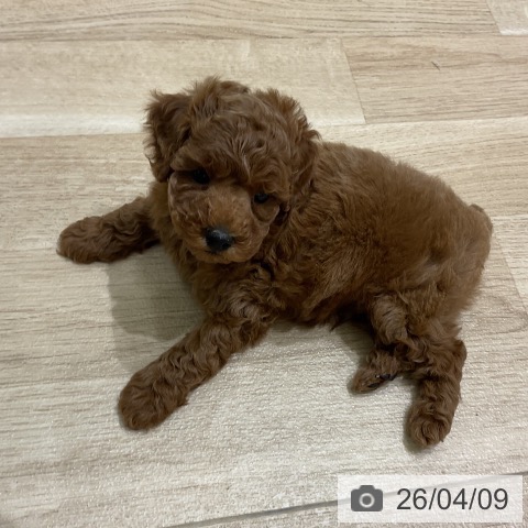 岩手県のトイプードル(トイ) (ペットプラス 盛岡南店/2026年2月6日生まれ/男の子/レッド)の子犬の4枚目の画像