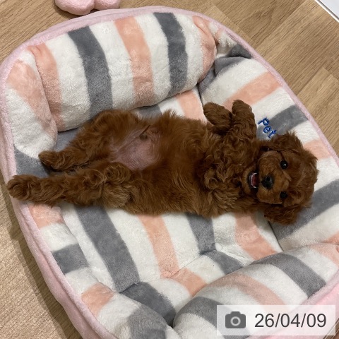 岩手県のトイプードル(トイ) (ペットプラス 盛岡南店/2026年2月6日生まれ/男の子/レッド)の子犬の3枚目の画像