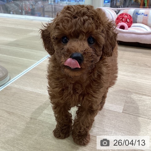 神奈川県のトイプードル(トイ) (ペットプラス ゆめが丘ソラトス店/2026年2月6日生まれ/男の子/レッド)の子犬の4枚目の画像