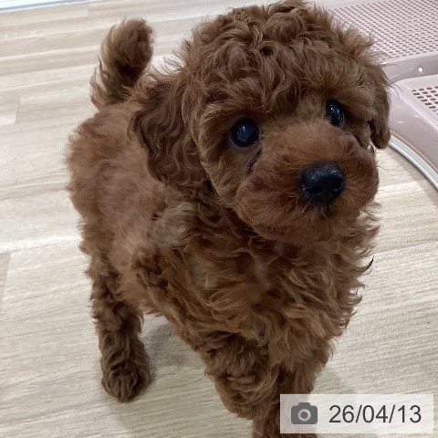 神奈川県のトイプードル(トイ) (ペットプラス ゆめが丘ソラトス店/2026年2月6日生まれ/男の子/レッド)の子犬の3枚目の画像