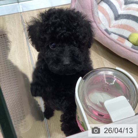 東京都のトイプードル(トイ) (ペットプラス 立川高島屋S.C.店/2026年2月1日生まれ/男の子/ブラック)の子犬の4枚目の画像