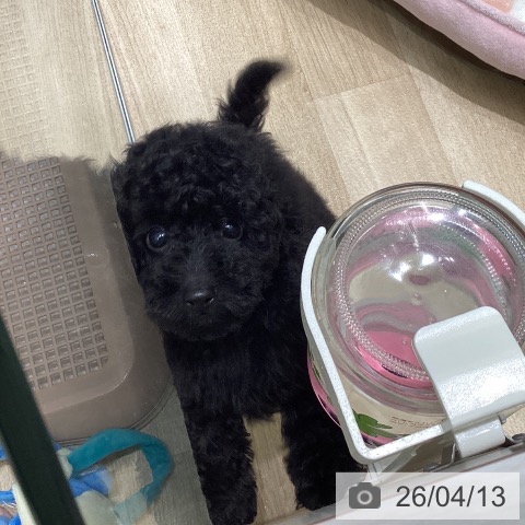 東京都のトイプードル(トイ) (ペットプラス 立川高島屋S.C.店/2026年2月1日生まれ/男の子/ブラック)の子犬の3枚目の画像